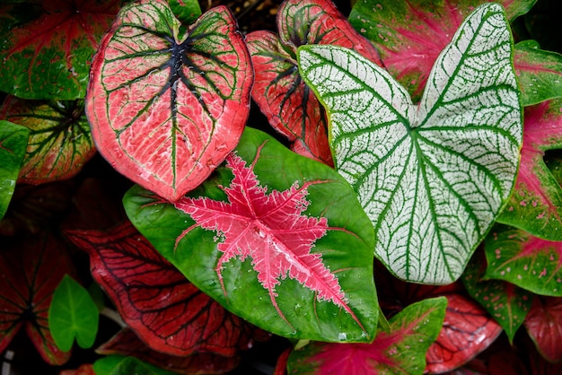 Beautiful Caladium bicolor colorful leaf in the garden.