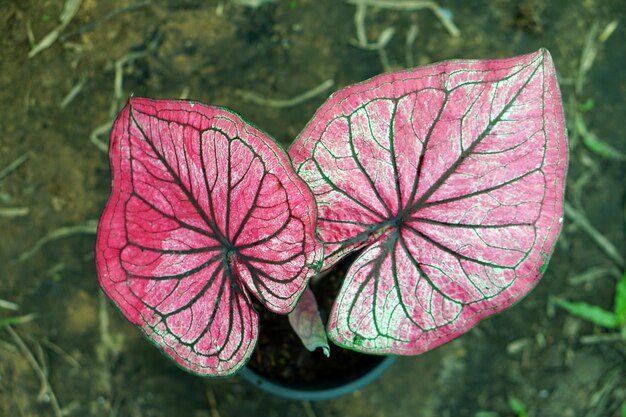 Beautiful Caladium bicolor colorful leaf in the garden