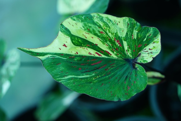 Beautiful Caladium bicolor colorful leaf in the garden