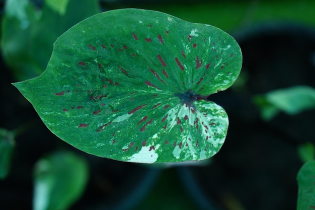 Beautiful Caladium bicolor colorful leaf in the garden