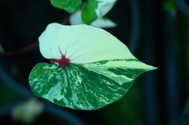 Beautiful Caladium bicolor colorful leaf in the garden