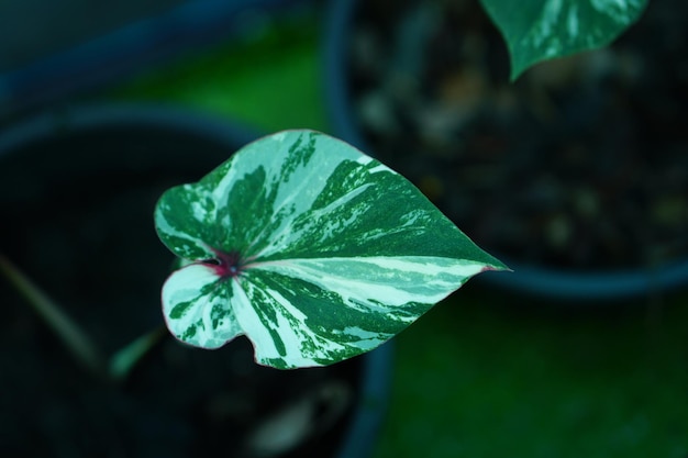 Beautiful Caladium bicolor colorful leaf in the garden