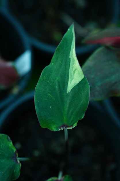 Beautiful Caladium bicolor colorful leaf in the garden