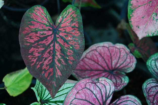 Beautiful Caladium bicolor colorful leaf in the garden