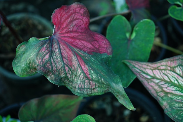 Beautiful Caladium bicolor colorful leaf in the garden