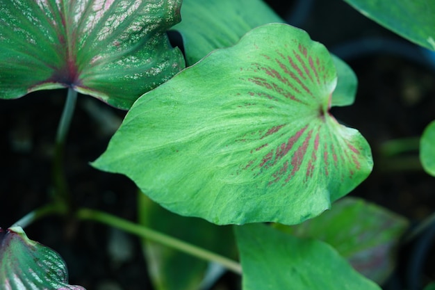 Beautiful Caladium bicolor colorful leaf in the garden