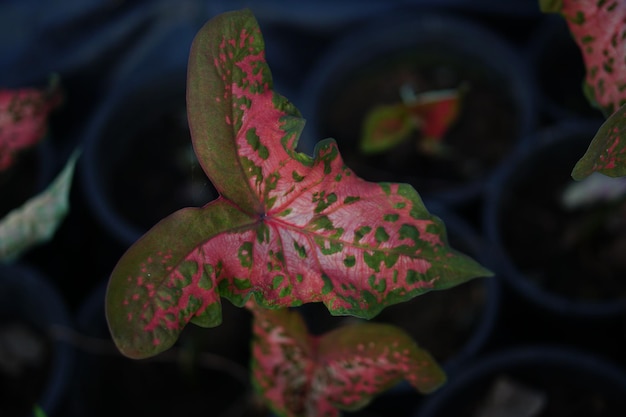 Beautiful Caladium bicolor colorful leaf in the garden