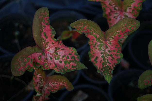 Beautiful Caladium bicolor colorful leaf in the garden