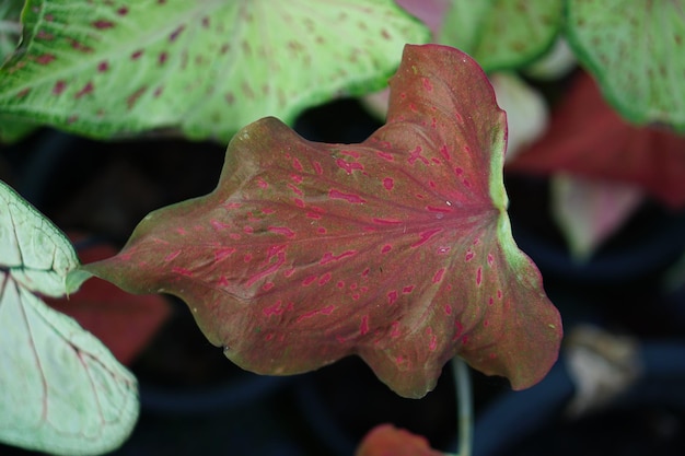 Beautiful Caladium bicolor colorful leaf in the garden