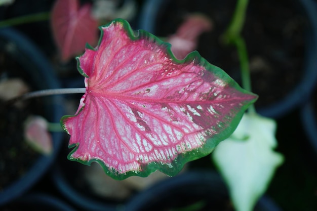 Beautiful Caladium bicolor colorful leaf in the garden