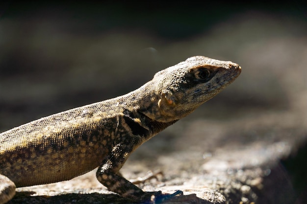 Beautiful Calango lizard free in nature in the park in Rio de Janeiro Brazil Selective focus