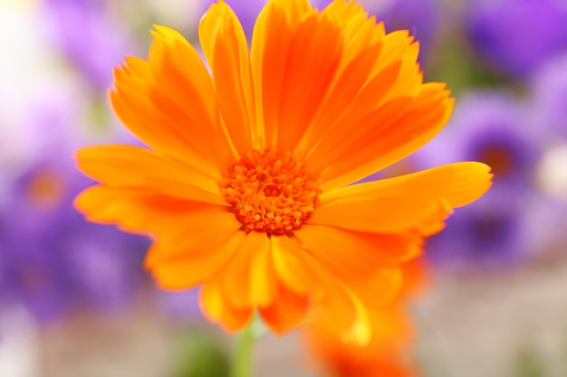 Beautiful calendula flower close up