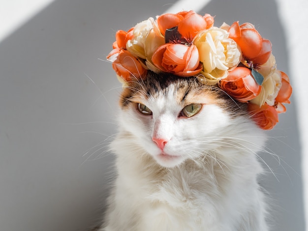 Beautiful Calico Cat with a wreath on his head. Cute angry kittty sits in flowers diadem on her head sits in the sun and looks away