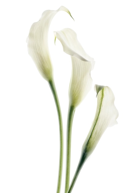 Beautiful calla flowers isolated on the white background.