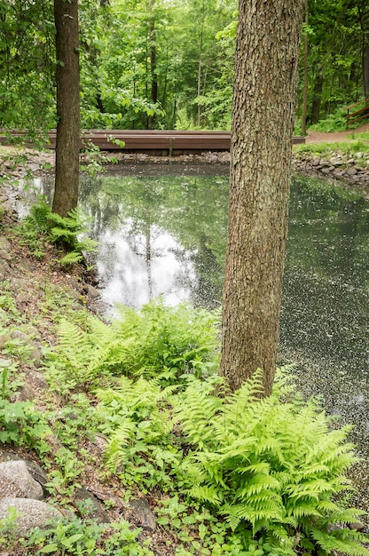 Beautiful calm lake on the bank of which grows a fern in a forest park