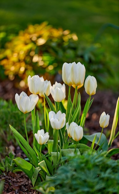 Beautiful calm and quiet flowers growing in a green garden on a sunny day Closeup of wild Tulips in harmony with nature in a serene peaceful backyard Soothing pure white blooms in a fresh field