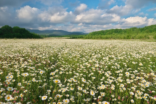 Beautiful camomile meadow in mountain at sunset