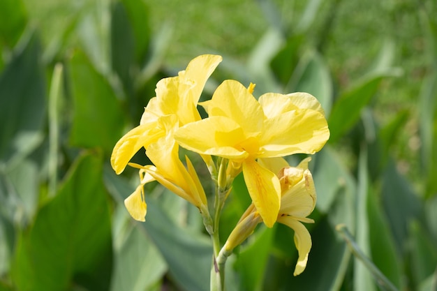 Beautiful canna flower with green leaves in the garden