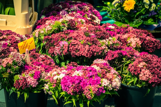 Beautiful carnation flowers selling at an european market