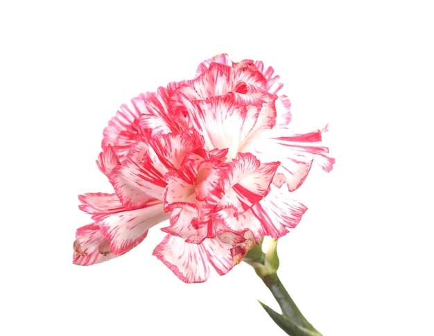 Beautiful carnation isolated on white