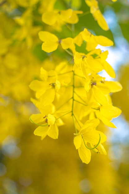 Beautiful of cassia tree golden shower tree Yellow Cassia fistula flowers on a tree in spring Cassia fistula known as the golden rain tree or shower tree national flower of Thailand