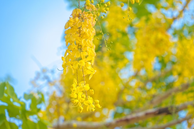 Beautiful of cassia tree golden shower tree Yellow Cassia fistula flowers on a tree in spring Cassia fistula known as the golden rain tree or shower tree national flower of Thailand