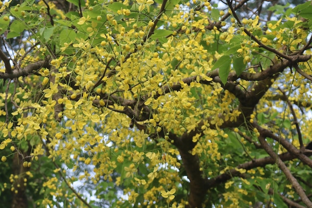 Beautiful cassia tree golden shower tree yellow cassia fistula flowers on a tree in spring