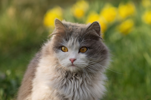 Beautiful cat and blooming plants in garden. Little funny cat sitting outdoors.