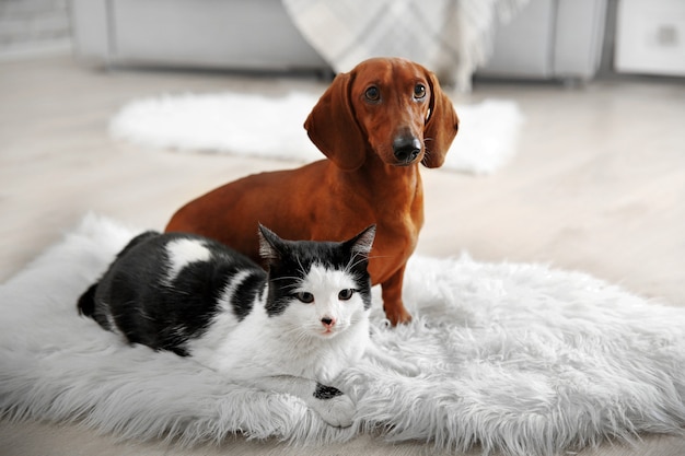 Beautiful cat and dachshund dog on rug, indoor