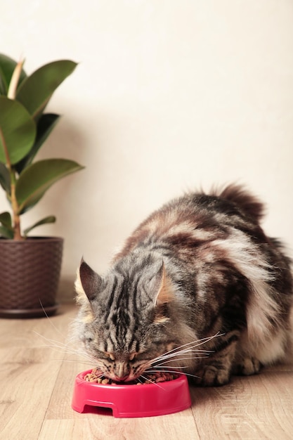 Beautiful cat eating pet food on light background Cute domestic animal