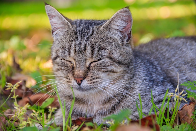 Beautiful cat lies on the grass with leaves. Pet. Cat for a walk