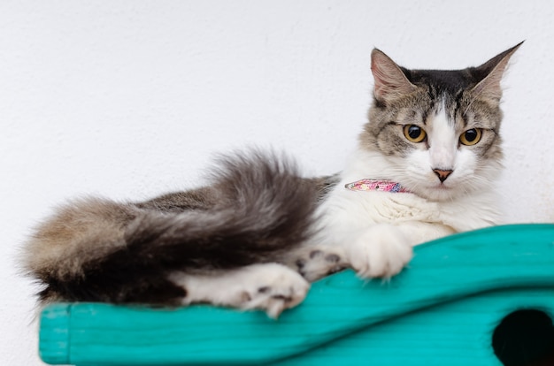 Beautiful cat lying in the blue closet staring White background