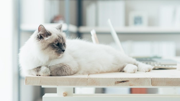 Beautiful cat lying on a desktop at home and relaxing pet life concept