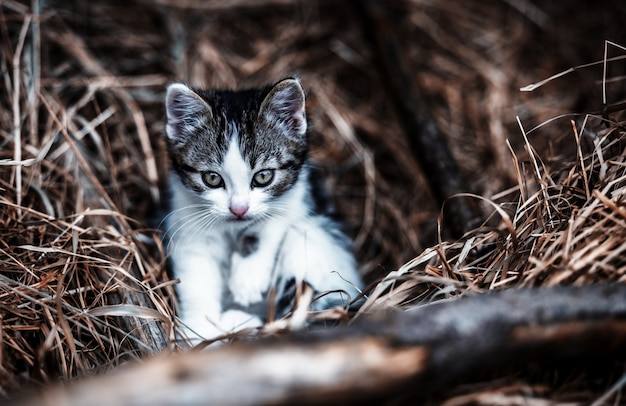 Beautiful cat outdoor