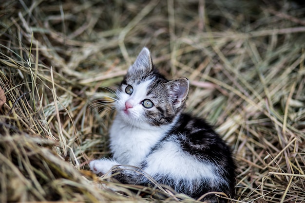 Beautiful cat outdoor