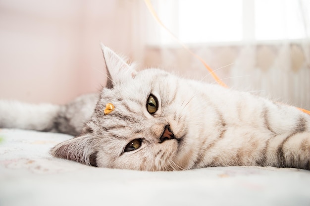 Beautiful cat playing with colored ribbons Gray funny kitten