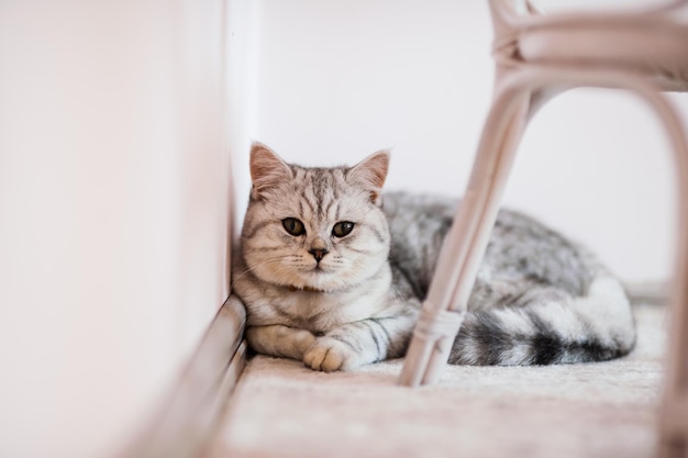 Beautiful cat playing with toys in a collar