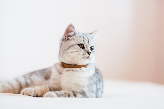 Beautiful cat playing with toys in a collar