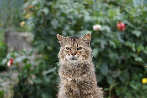 beautiful cat portrait, cat looking at the camera