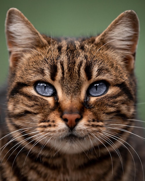 beautiful cat portrait closeup animal