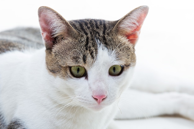 Beautiful cat on white background.