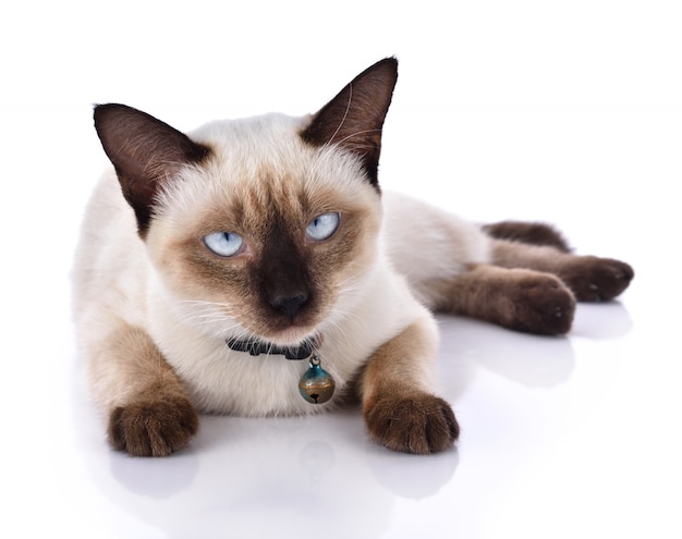 Beautiful cat on white background