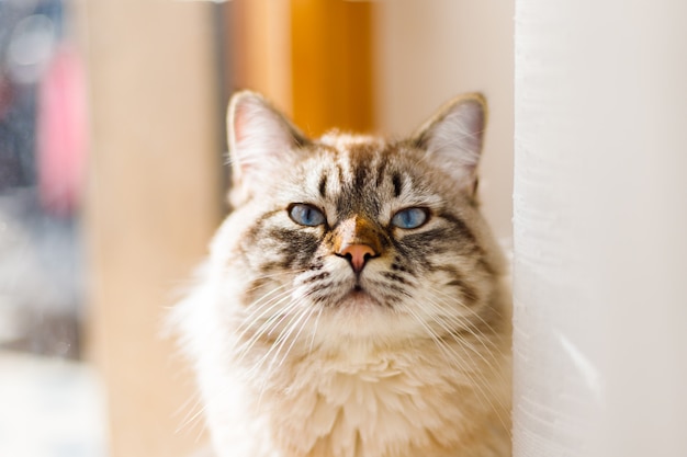 Beautiful cat with blue eyes sitting at a sunny window