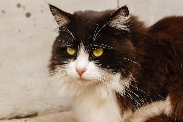 Beautiful cat with green eyes