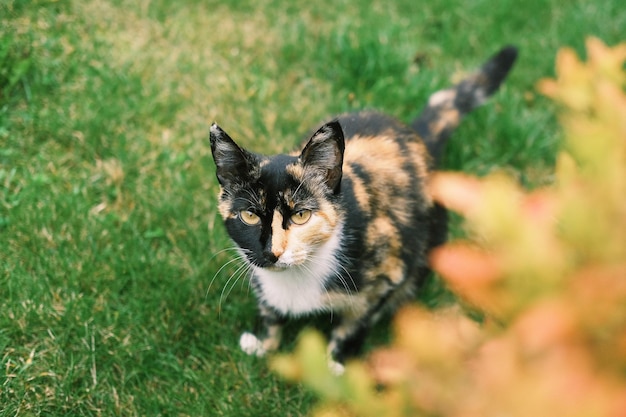 Beautiful cat with multicolored coat of black orange and white sits on the green grass outdoors