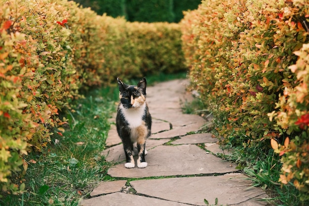 Beautiful cat with unusual multicolored coat walking outdoors in autumn park