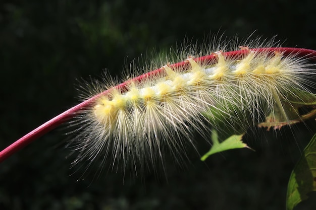 a beautiful caterpillar is in the tree