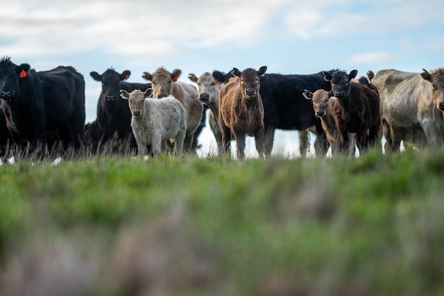 Photo beautiful cattle in australia eating grass grazing on pasture herd of cows free range beef being regenerative raised on an agricultural farm sustainable farming