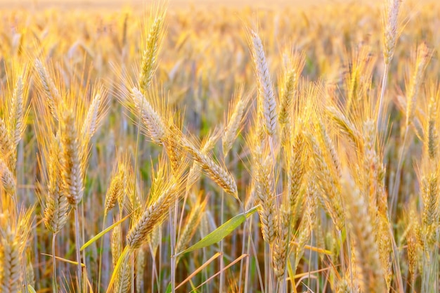 Beautiful cereals field in nature on sunset shining sunlight Spikes of ripe wheat in sun closeup with soft focus