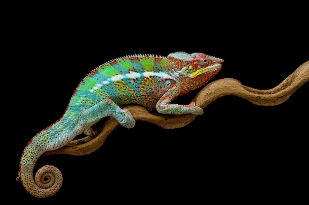 Beautiful of chameleon panther on branch with black background